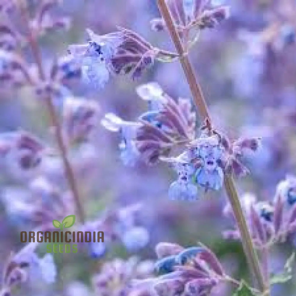 Nepeta Mussinii Seeds For Vibrant Garden Blooms | Hardy Perennial Lush Greenery