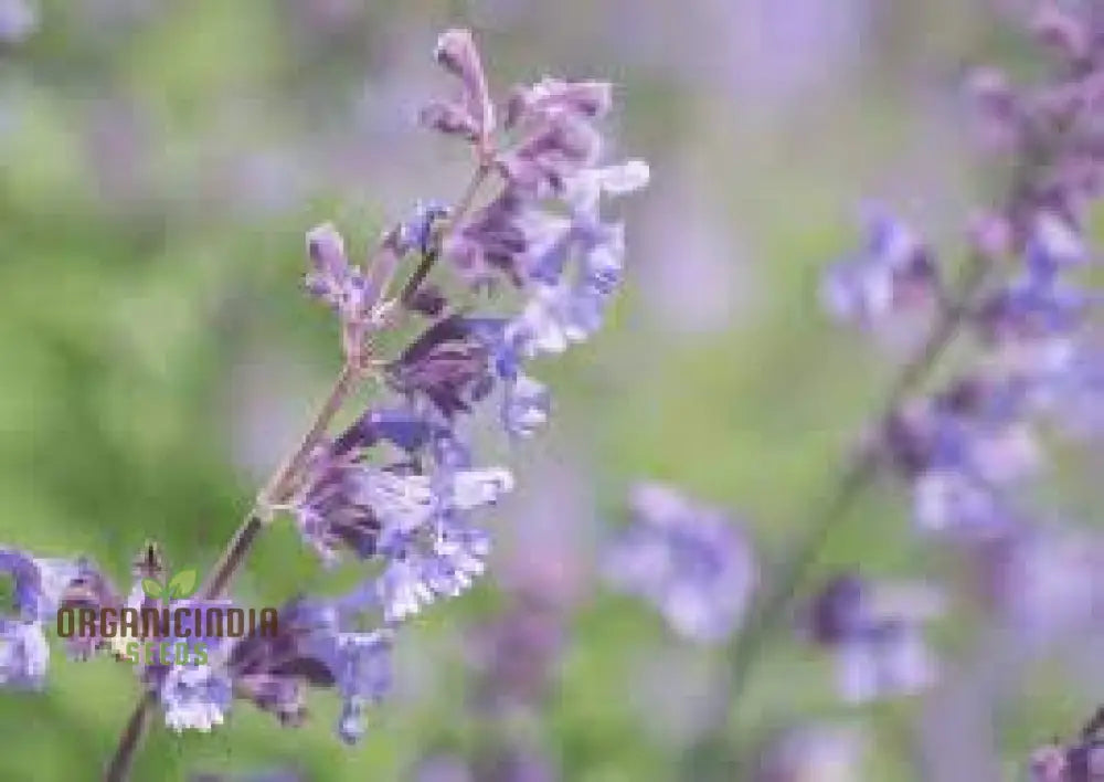 Nepeta Mussinii Seeds For Vibrant Garden Blooms | Hardy Perennial Lush Greenery