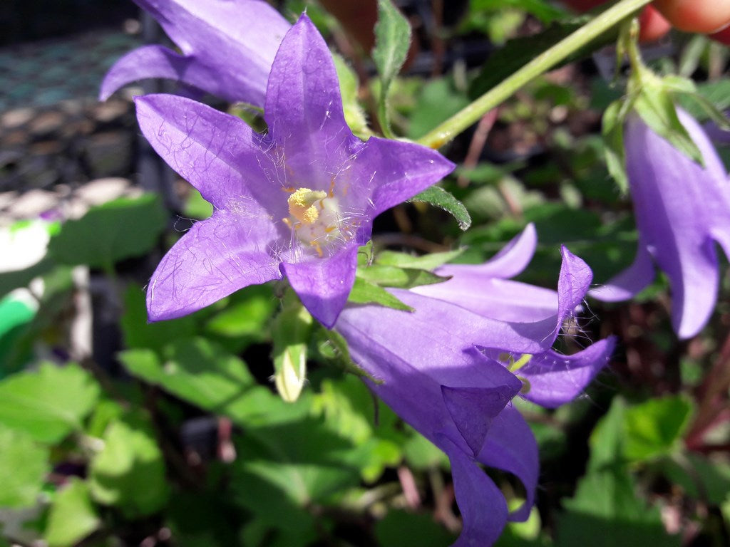 Bellflower Nettle Leaved Seeds For Planting, A Gardener's Haven for Exquisite Blooms and Botanical Bliss