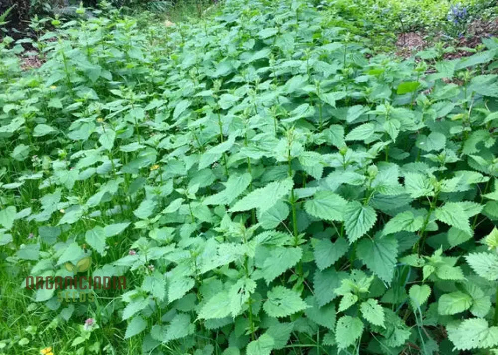 Nettle Seeds For Healthy Nutritious Harvests – Perfect Home Gardening Enthusiasts!