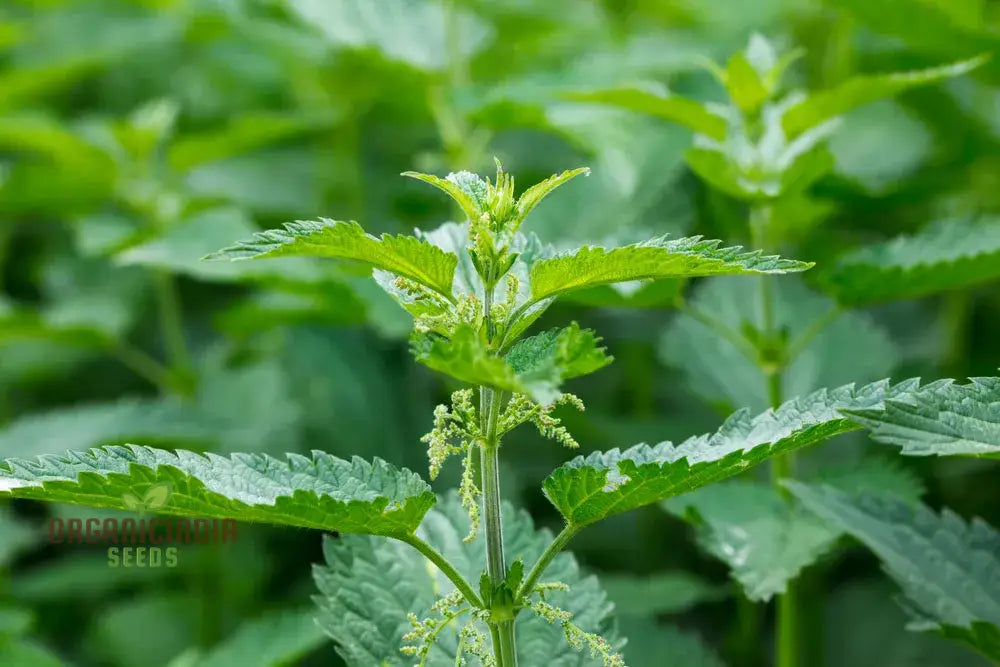 Nettle Seeds For Healthy Nutritious Harvests – Perfect Home Gardening Enthusiasts!