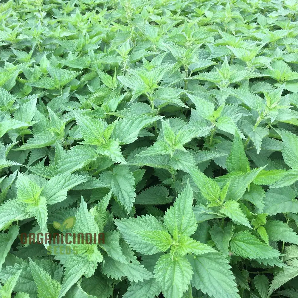 Nettle Seeds For Healthy Nutritious Harvests – Perfect Home Gardening Enthusiasts!