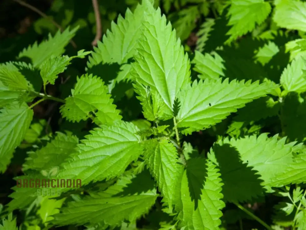 Nettle Seeds For Healthy Nutritious Harvests – Perfect Home Gardening Enthusiasts!