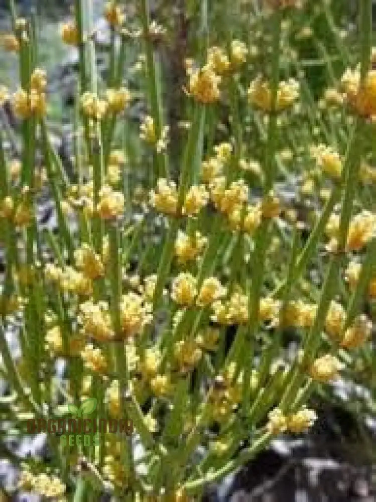 Nevada Mormon Tea Plant Seeds Ephedra Nevadensis Desert