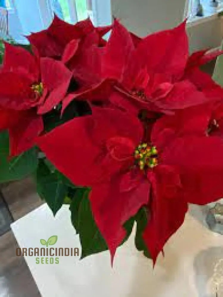 New Fresh 100Pcs Red Poinsettia Plant Seeds Pack Of 100 Buy Online Assortment