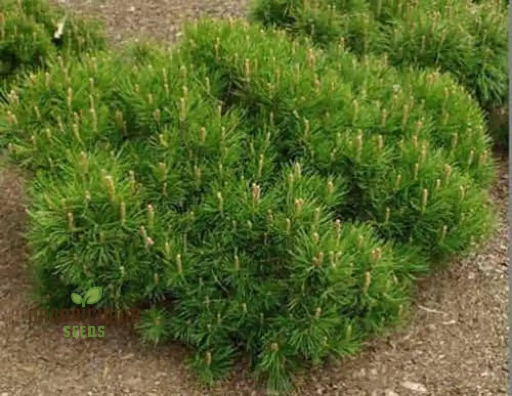 New Fresh 1Pcs Green Mugo Pine Plant Seeds