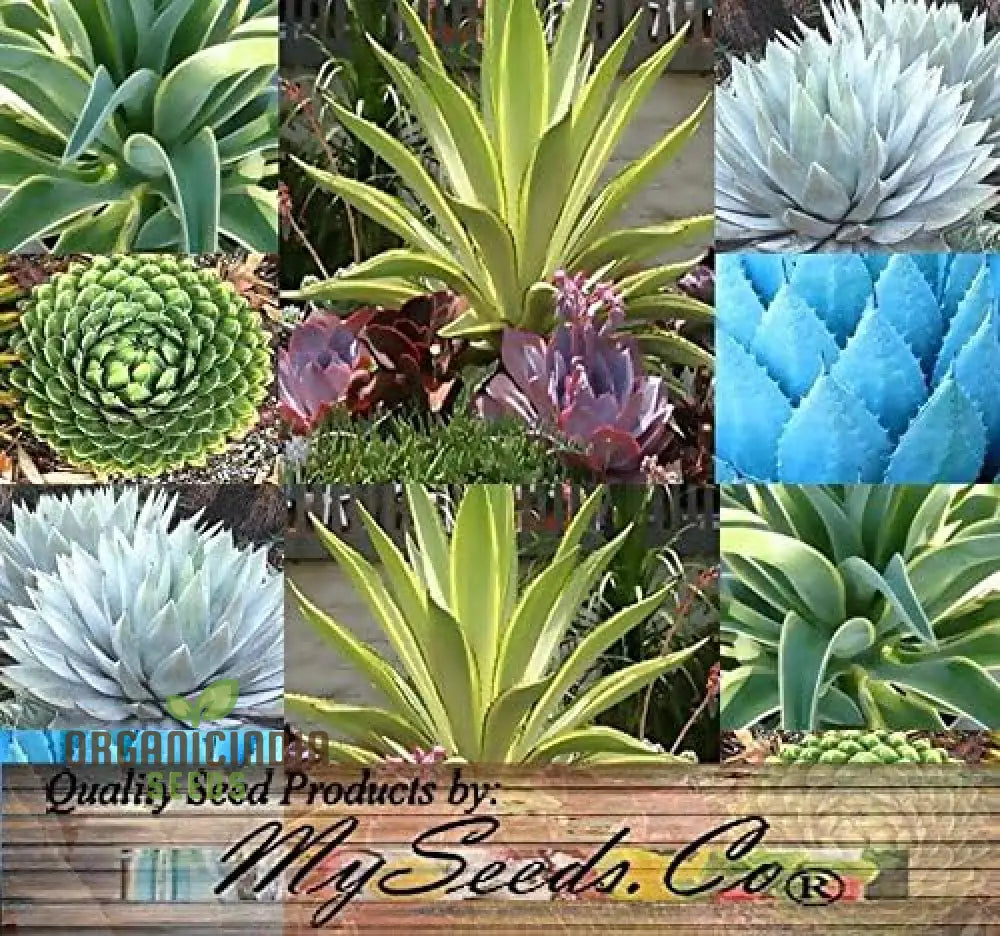 New Fresh 20Pcs Mixed Agave Plant Seeds Pack Of 20 Buy Online