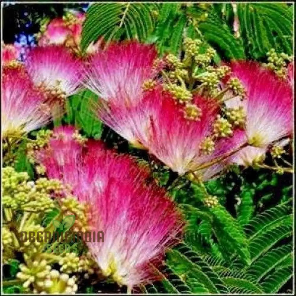 New Fresh 20Pcs Pink Mimosa Tree Seeds