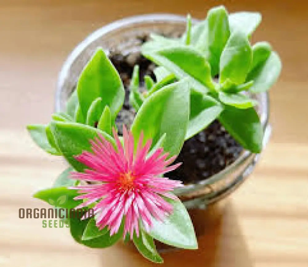 New Fresh 30Pcs Aptenia Plant Seeds Premium High-Quality