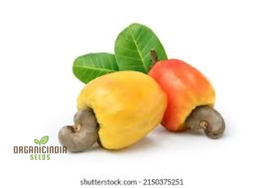 New Fresh 3Pcs Red Yellow Cashew Tree Seeds Premium