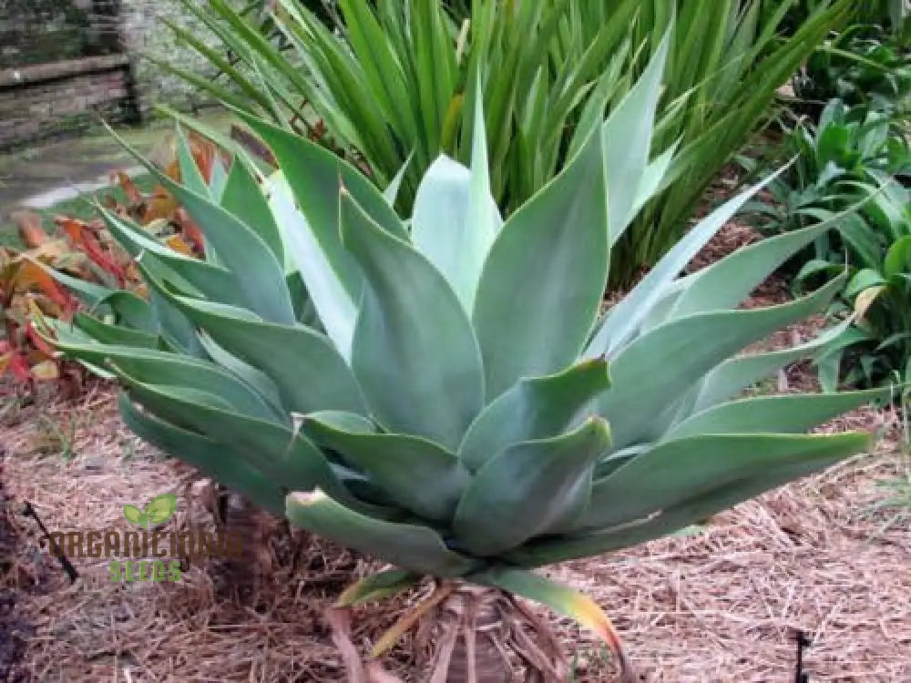 New Fresh 5Pcs Green Agave Attenuata Plant Seeds Pack Of 5 Buy Online Assortment