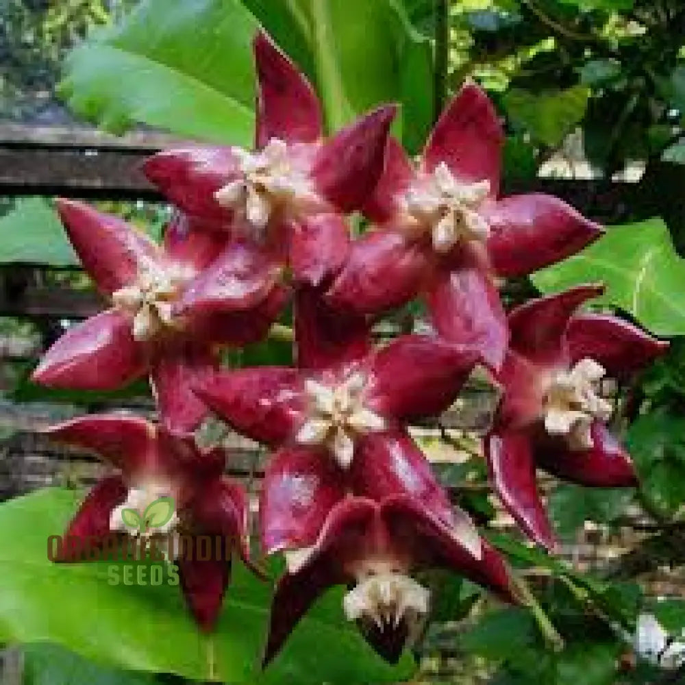 New Fresh 75Pcs Hoya Imperialis Plant Seeds Premium High-Quality