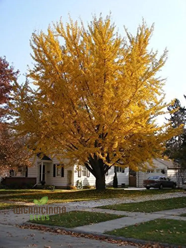 New Fresh 8Pcs Yellow Maidenhair Tree Seeds Pack Of 8 Buy Online Ginkgo Biloba Assortment