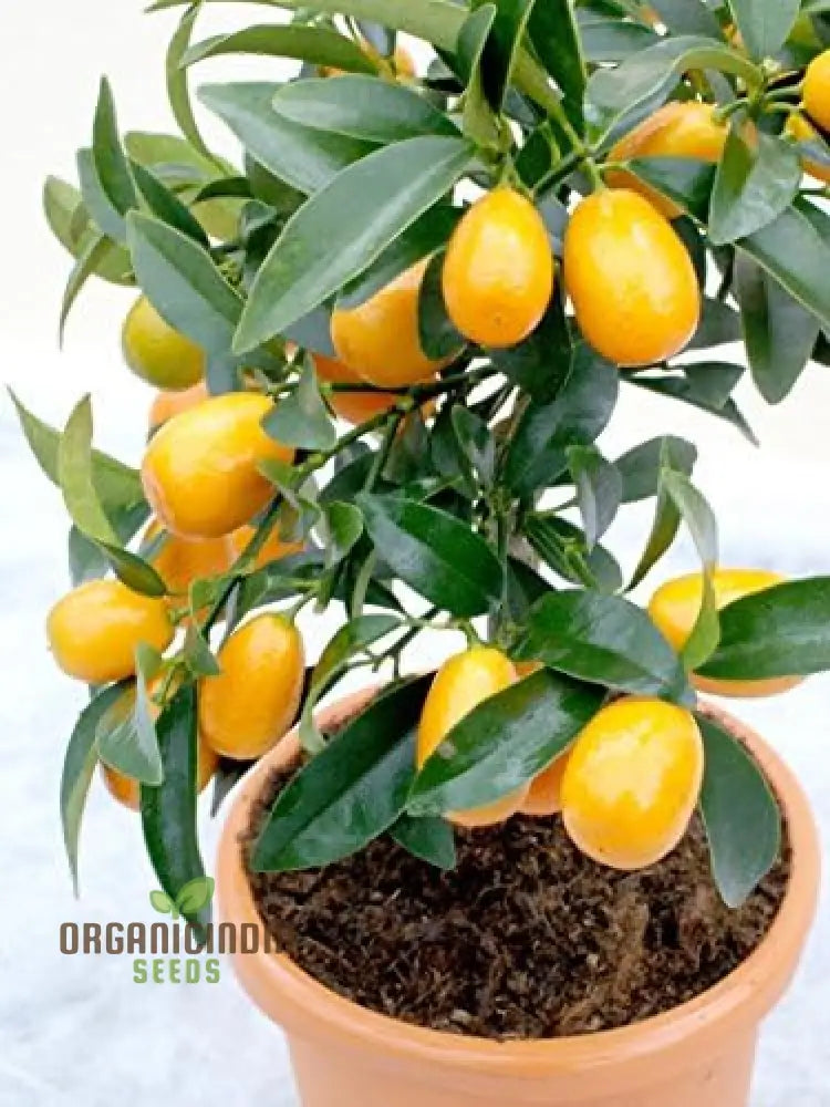 New Fresh Orange Kumquat Fruit Tree Seeds Citrus