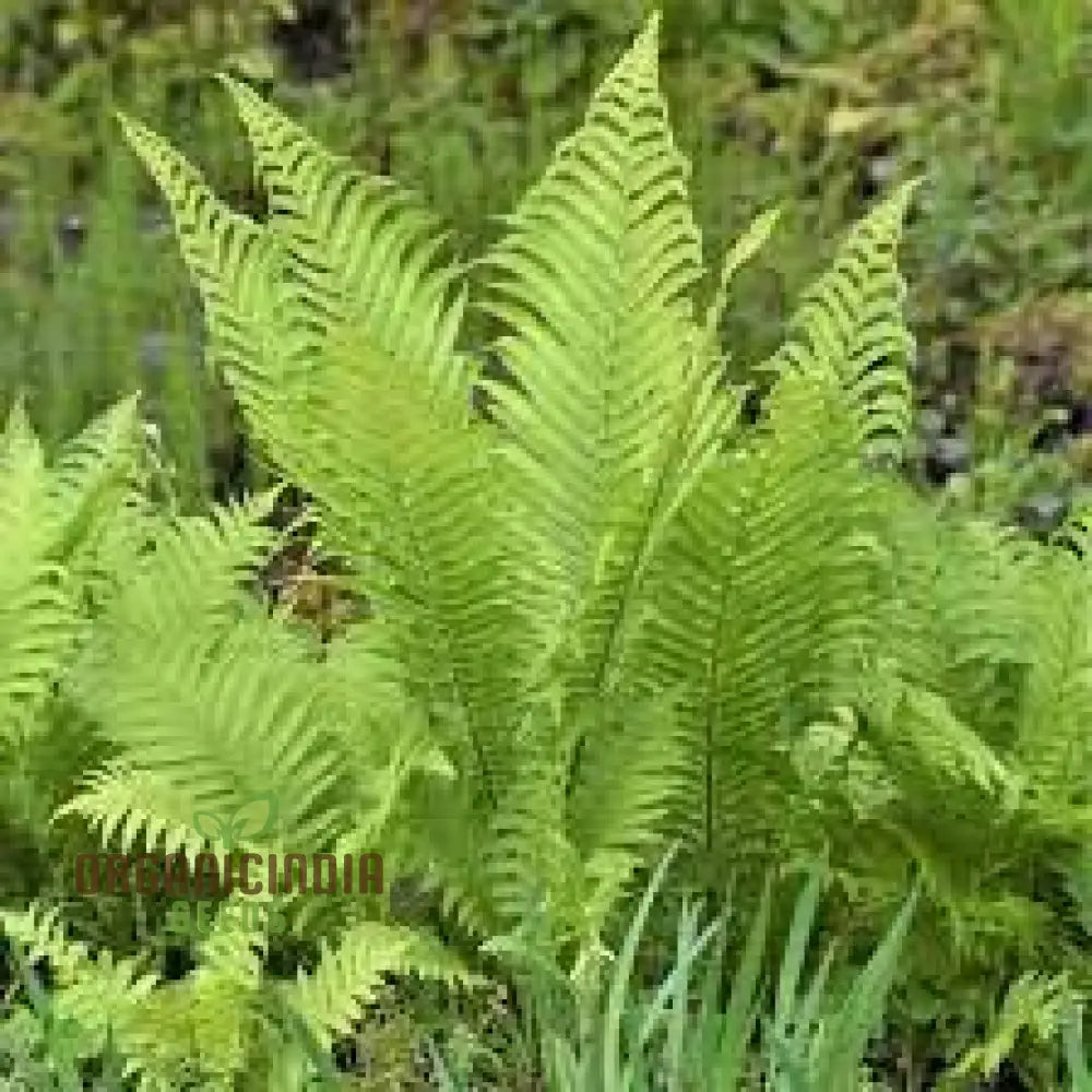 New Fresh Ostrich Fern Plant Seeds Generic