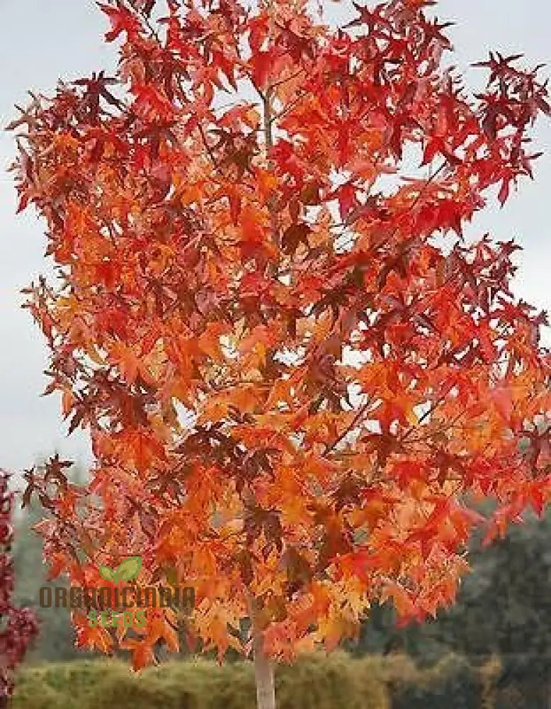 New Fresh Red Sweetgum Tree Seeds 30Pcs Pack Of 30 For Sale