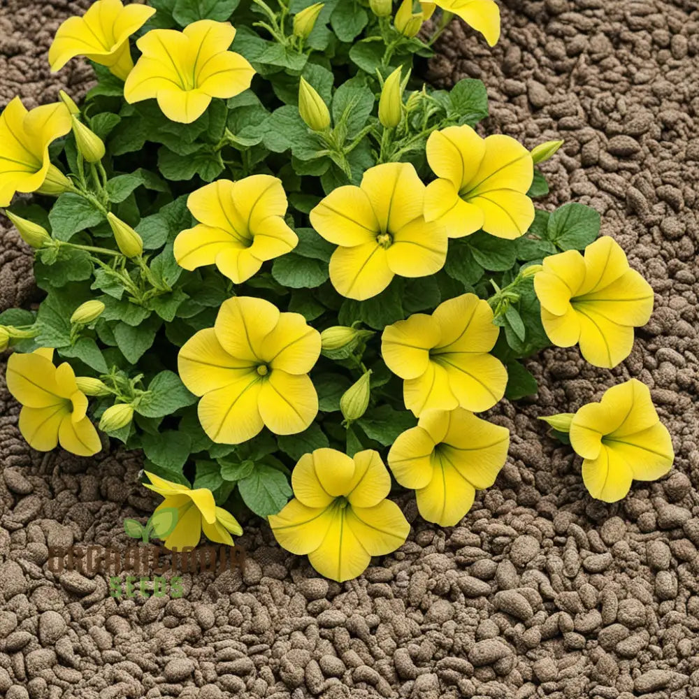 Newly Harvested Yellow Petunia Flower Seeds â€“ Transform Your Gardening Experience With Radiant