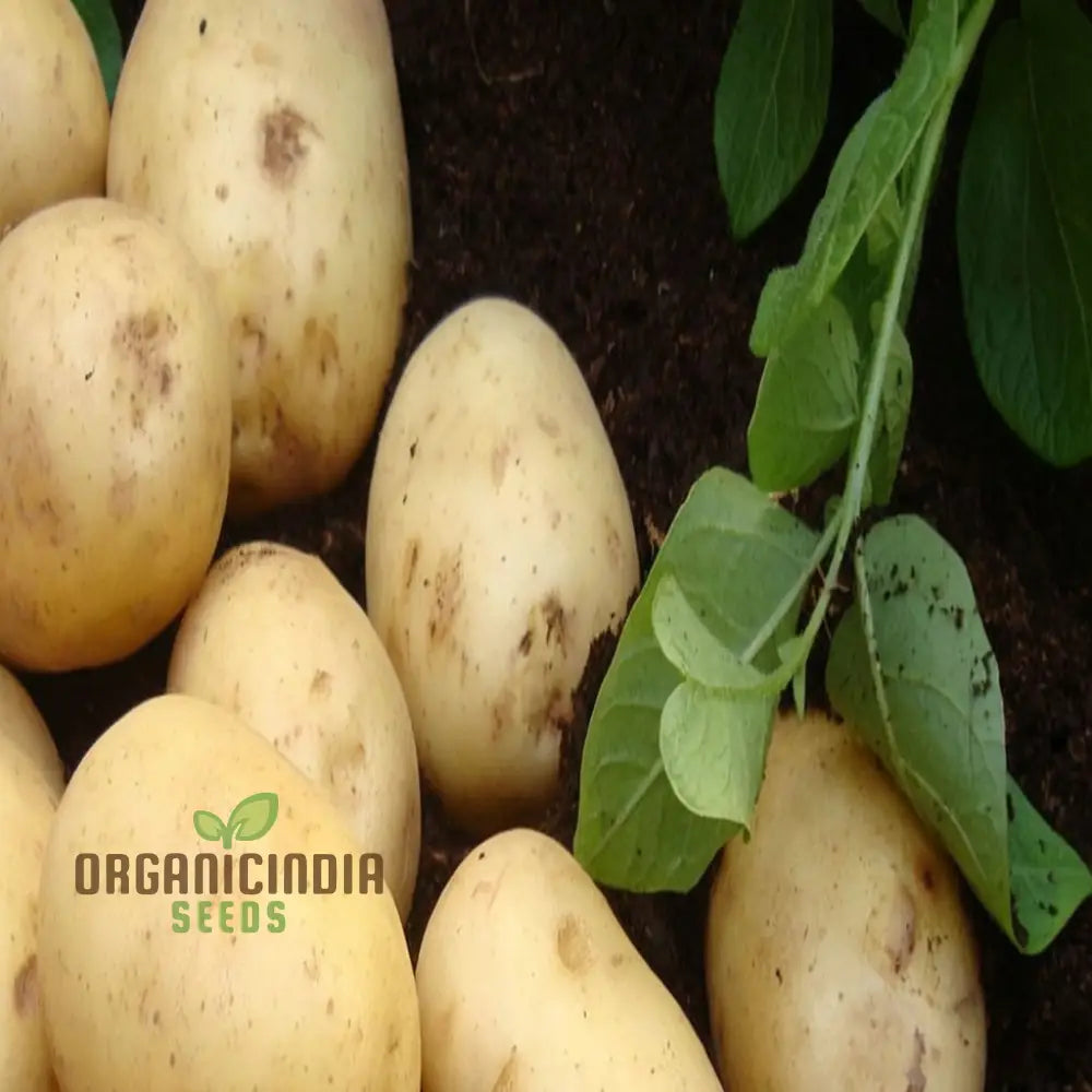 Nicola Potatoes Vegetable Seeds Heirloom European Variety For Home Gardening Non-Gmo High Yield