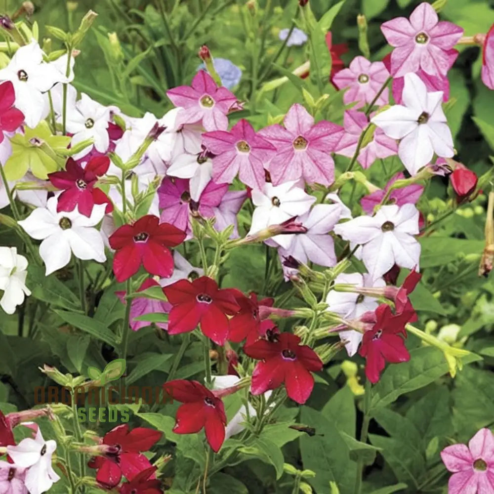 Nicotiana Affinis (Tobacco Plant) Seeds - Grow Fragrant And Ornamental Flowers In Your Garden