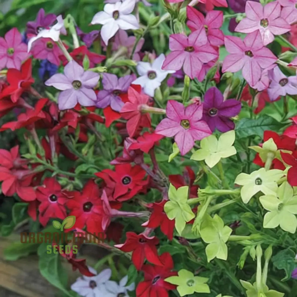 Nicotiana Affinis (Tobacco Plant) Seeds - Grow Fragrant And Ornamental Flowers In Your Garden