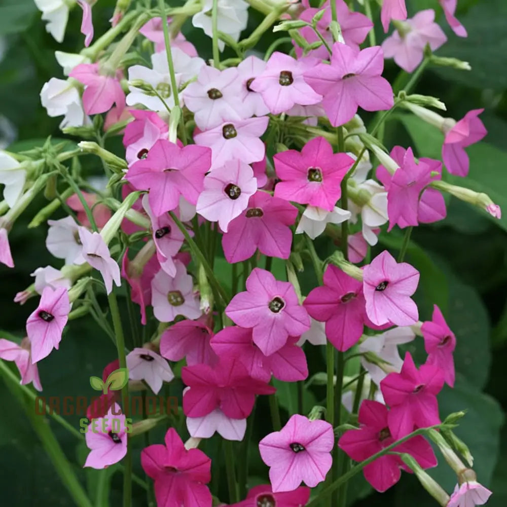 Nicotiana Affinis (Tobacco Plant) Seeds - Grow Fragrant And Ornamental Flowers In Your Garden