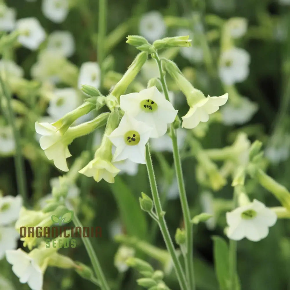 Nicotiana Hybrida Starlight Dancer Flower Seeds - Grow Elegant And Fragrant Flowers For Your Garden