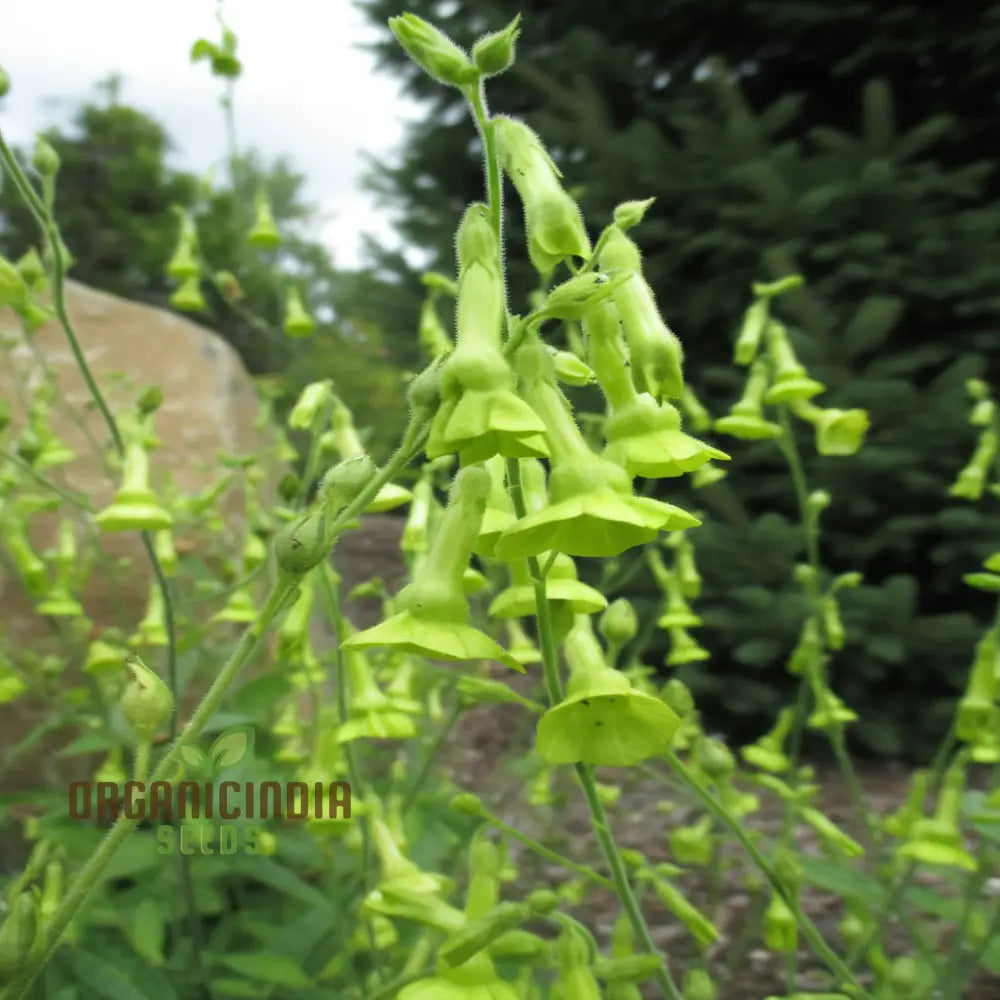 Nicotiana Langsdorffii Seeds - Grow Unique And Elegant Flowering Plants In Your Garden