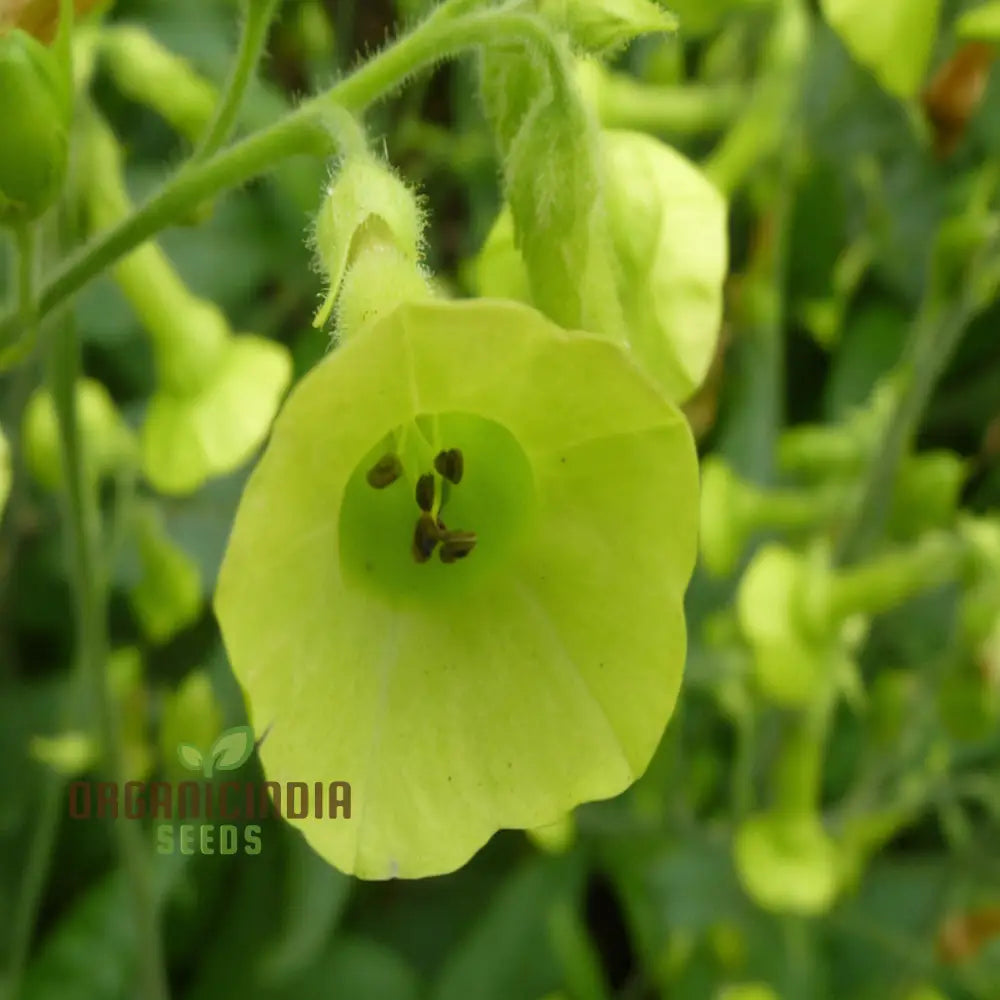 Nicotiana Langsdorffii Seeds - Grow Unique And Elegant Flowering Plants In Your Garden