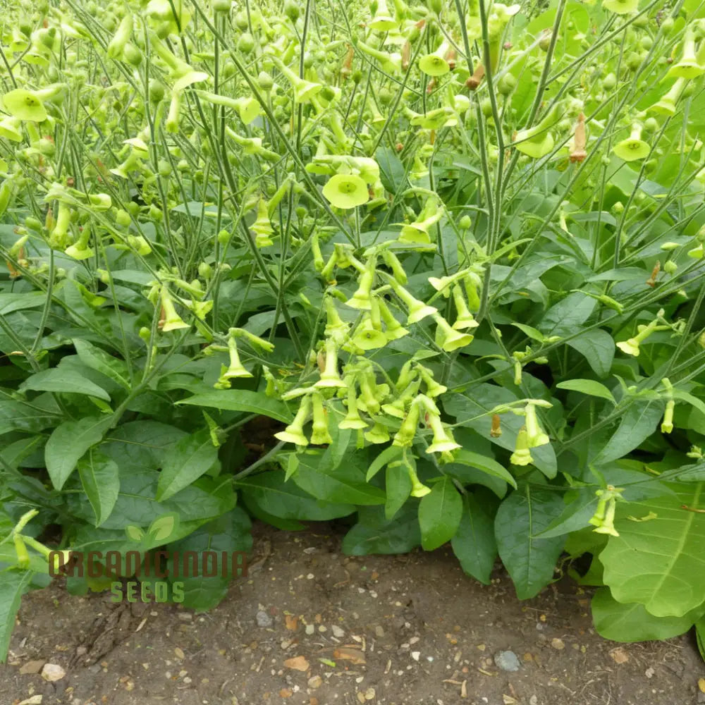 Nicotiana Langsdorffii Seeds - Grow Unique And Elegant Flowering Plants In Your Garden