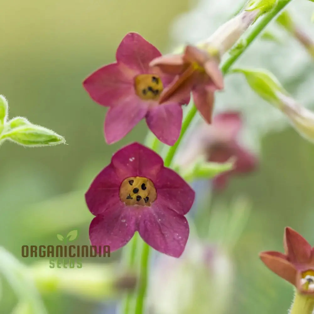 Nicotiana Langsdorfii Bronze Queen Flower Seeds - Grow Stunning And Unique Bronze-Colored Flowers