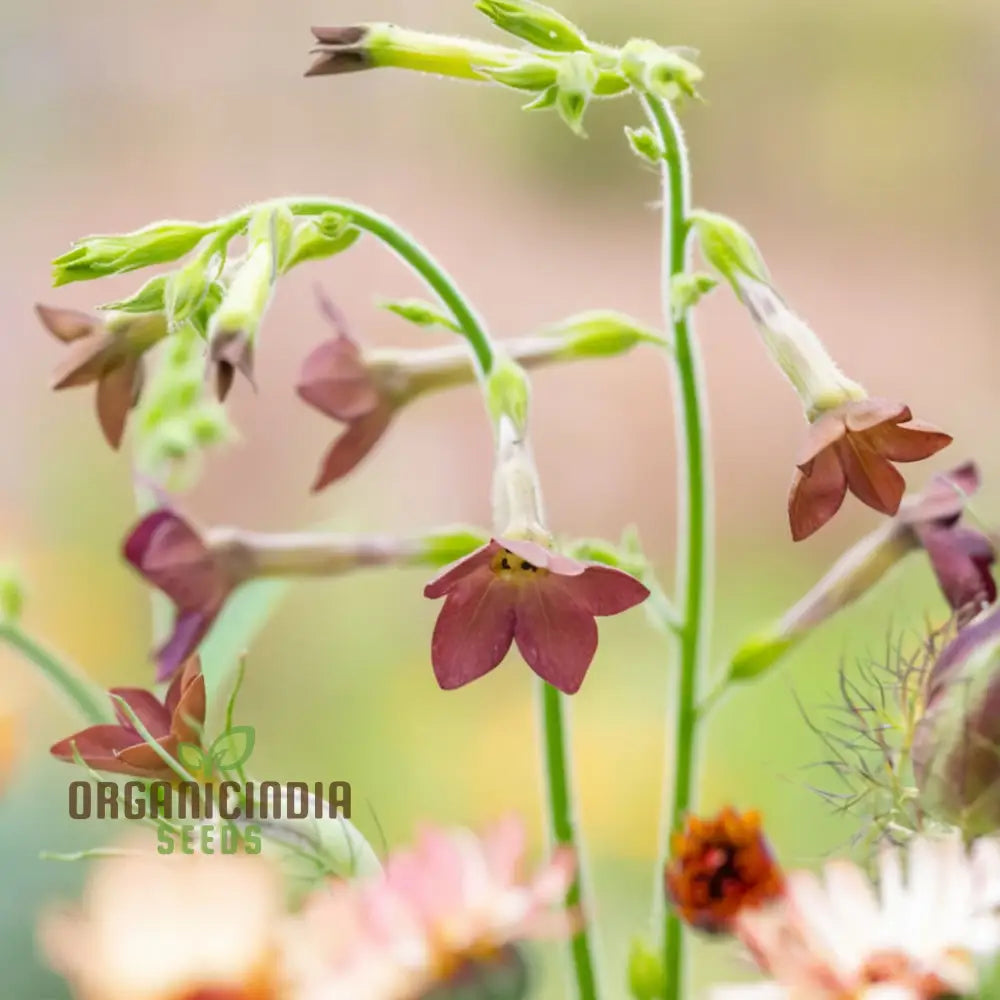 Nicotiana Langsdorfii Bronze Queen Flower Seeds - Grow Stunning And Unique Bronze-Colored Flowers