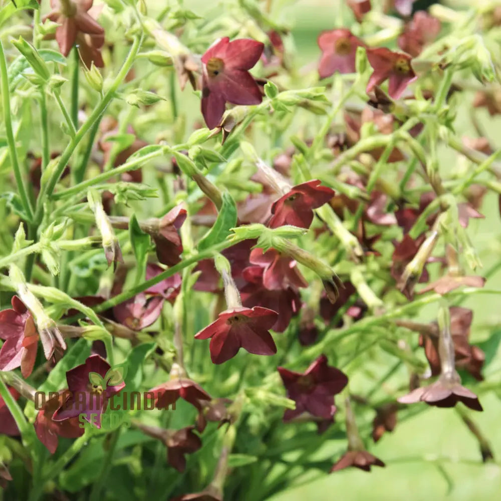 Nicotiana Langsdorfii Bronze Queen Flower Seeds - Grow Stunning And Unique Bronze-Colored Flowers