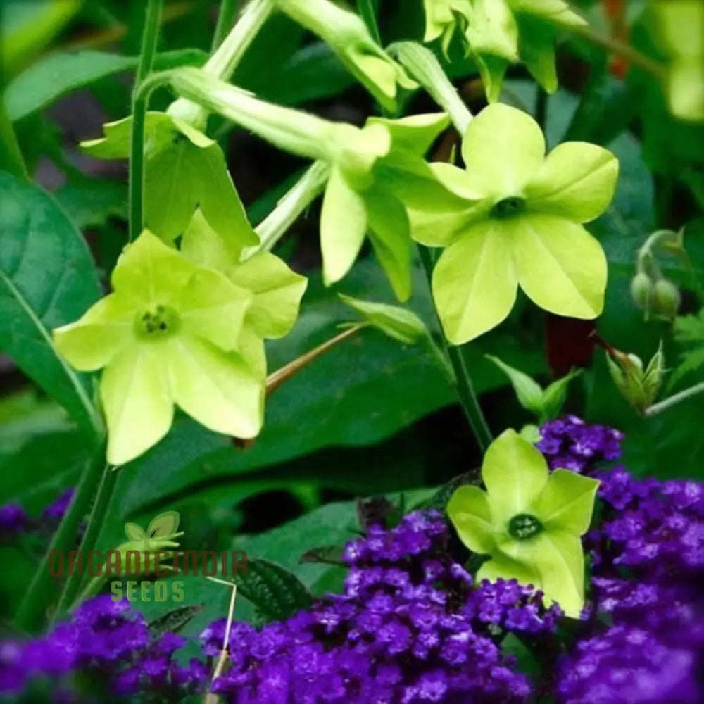 Nicotiana Lime Green Seeds - Grow Vibrant And Refreshing Flowers In Your Garden