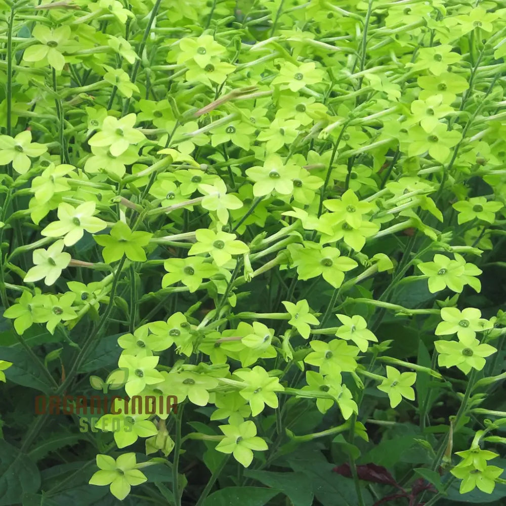 Nicotiana Lime Green Seeds - Grow Vibrant And Refreshing Flowers In Your Garden