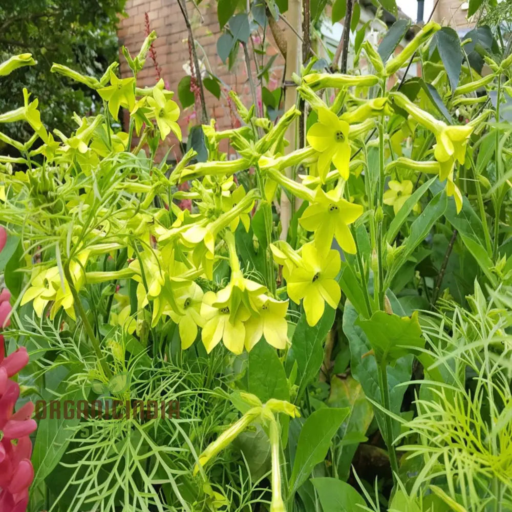 Nicotiana Lime Green Seeds - Grow Vibrant And Refreshing Flowers In Your Garden