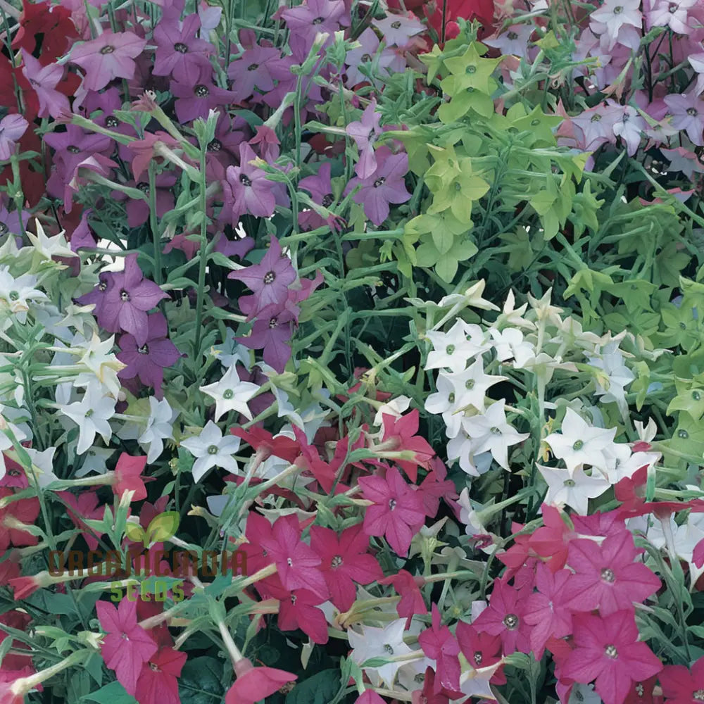 Nicotiana Perfume Mixed F1 Seeds - Grow Fragrant And Colorful Flowers In Your Garden