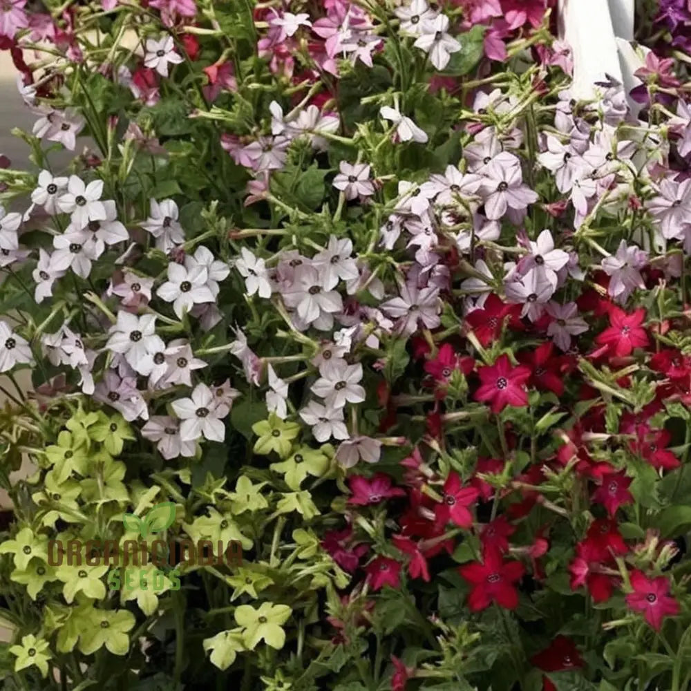 Nicotiana Perfume Mixed F1 Seeds - Grow Fragrant And Colorful Flowers In Your Garden