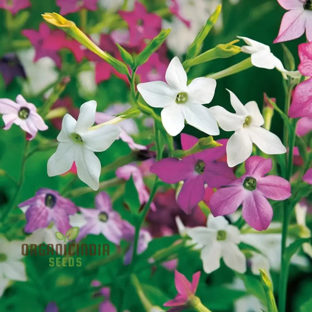 Nicotiana Perfume Mixed F1 Seeds - Grow Fragrant And Colorful Flowers In Your Garden