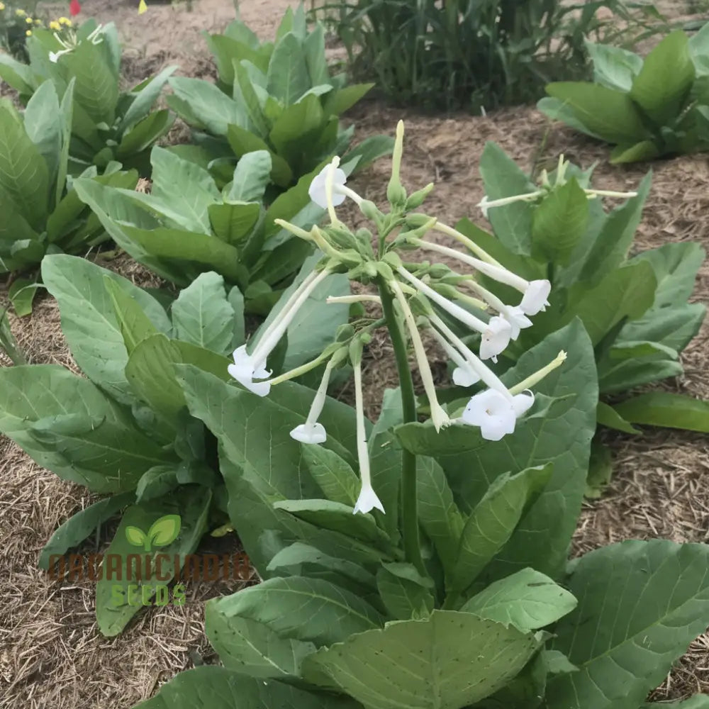 Nicotiana White Trumpets Seeds - Grow Elegant And Fragrant Flowers In Your Garden