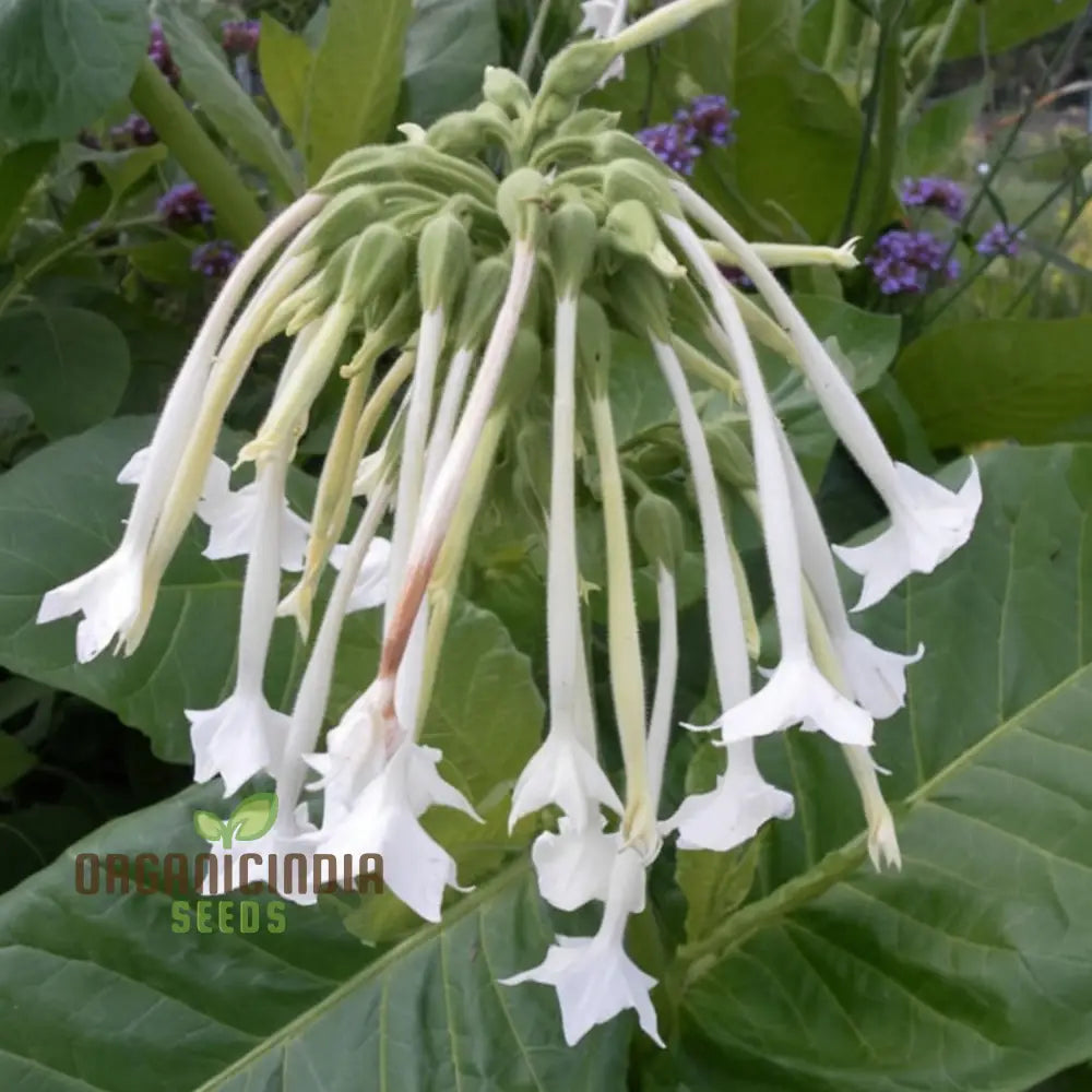 Nicotiana White Trumpets Seeds - Grow Elegant And Fragrant Flowers In Your Garden