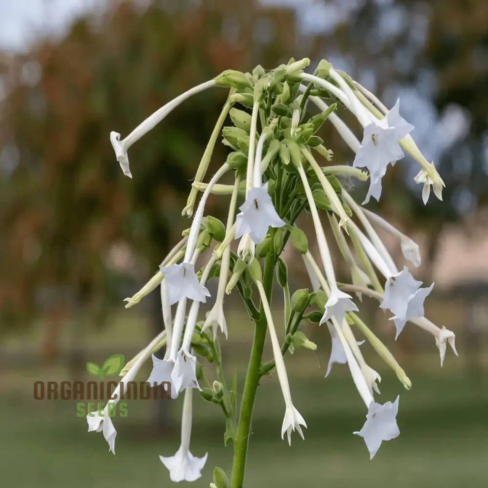 Nicotiana White Trumpets Seeds - Grow Elegant And Fragrant Flowers In Your Garden