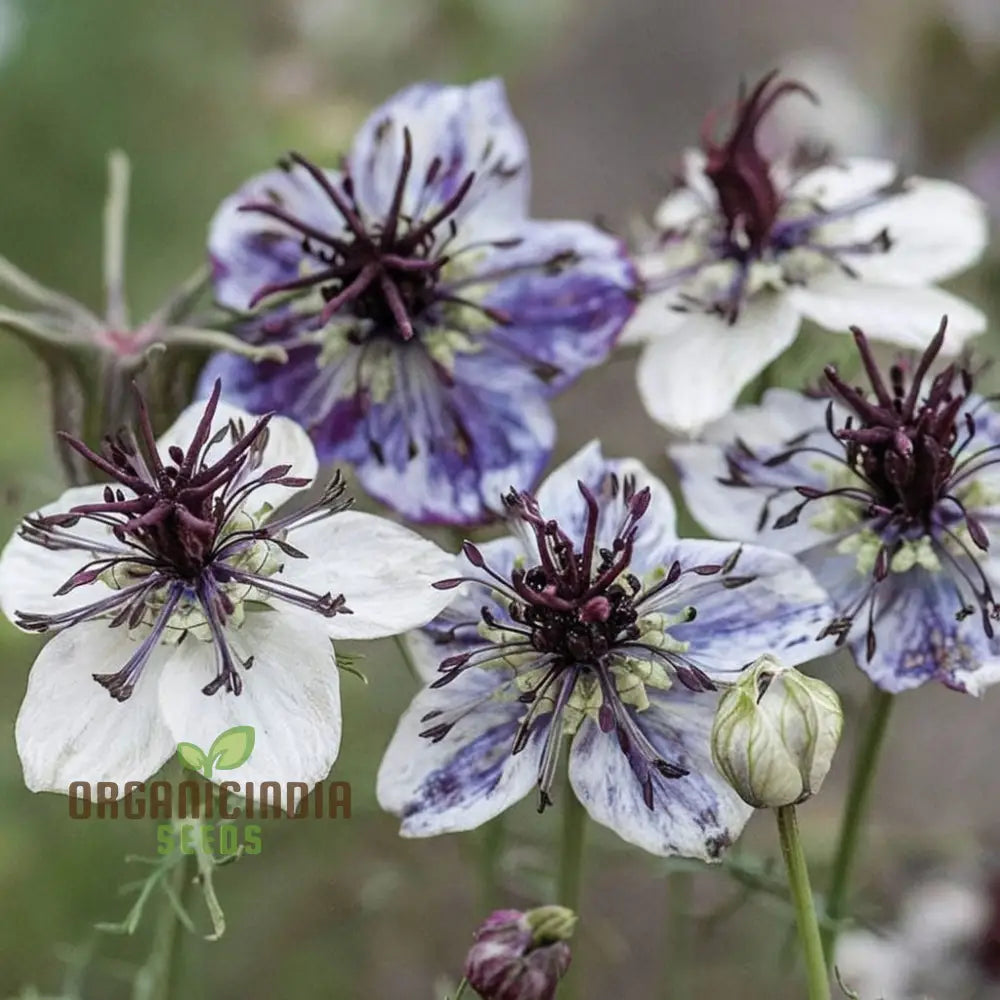 Nigella Delft Blue Seeds - Grow Beautiful And Delicate Flowers In Your Garden