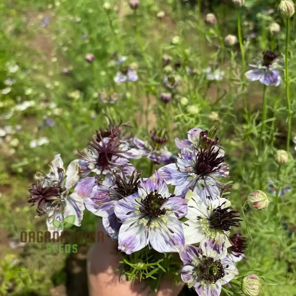 Nigella Delft Blue Seeds - Grow Beautiful And Delicate Flowers In Your Garden