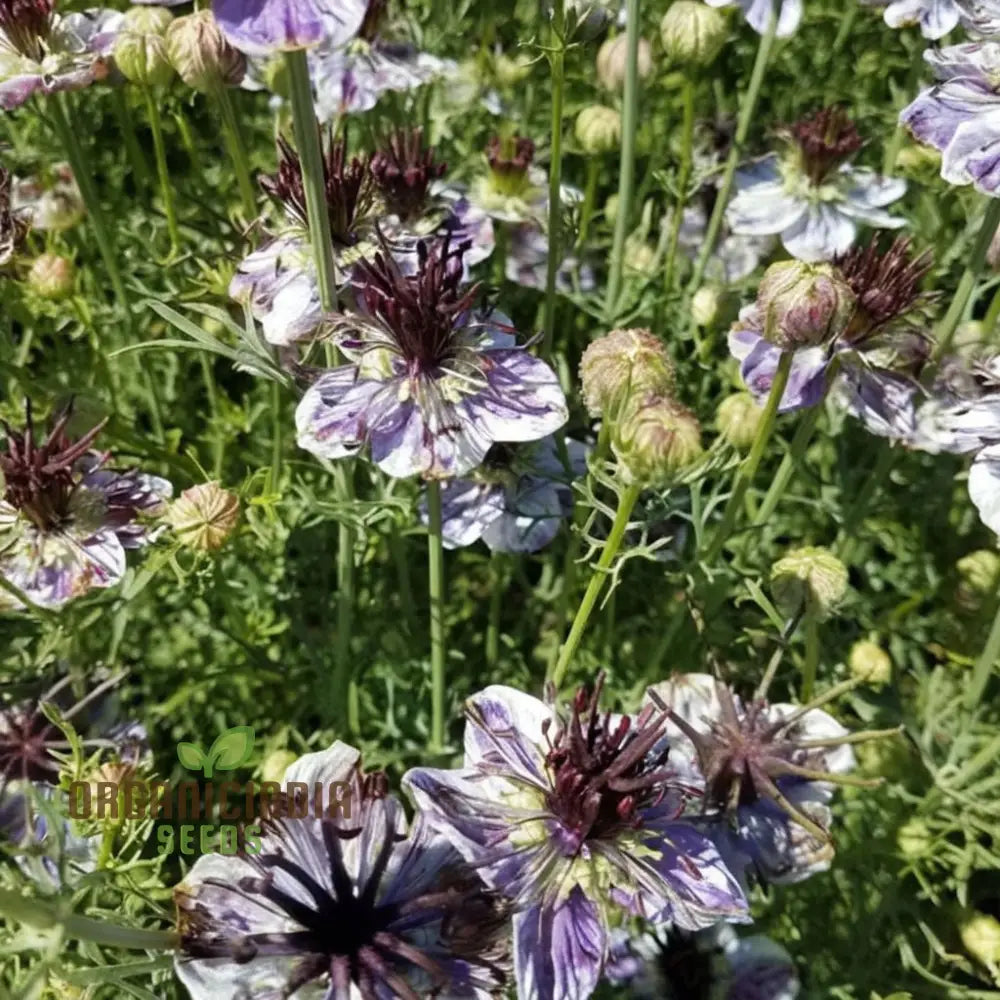 Nigella Delft Blue Seeds - Grow Beautiful And Delicate Flowers In Your Garden