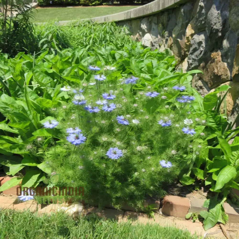 Nigella Love In A Mist Miss Jekyll Mix Flower Seeds Vibrant Garden Blooms For Colorful Landscapes