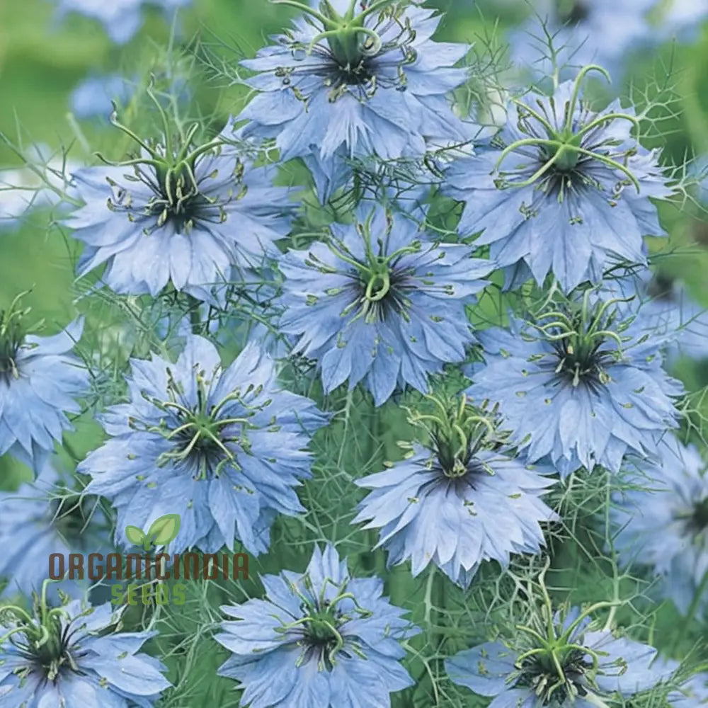 Nigella Love In A Mist Miss Jekyll Mix Flower Seeds Vibrant Garden Blooms For Colorful Landscapes