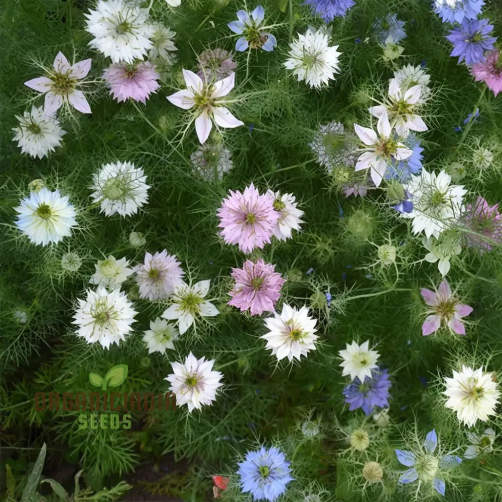 Nigella Love In A Mist Miss Jekyll Mix Flower Seeds Vibrant Garden Blooms For Colorful Landscapes