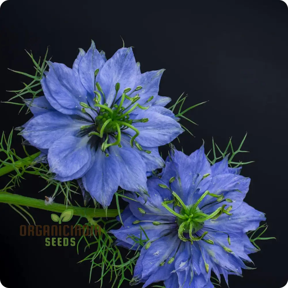 Nigella â€™Miss Jekyll Blueâ€™ Seeds â€“ Elevate Your Gardening Experience With Delicate