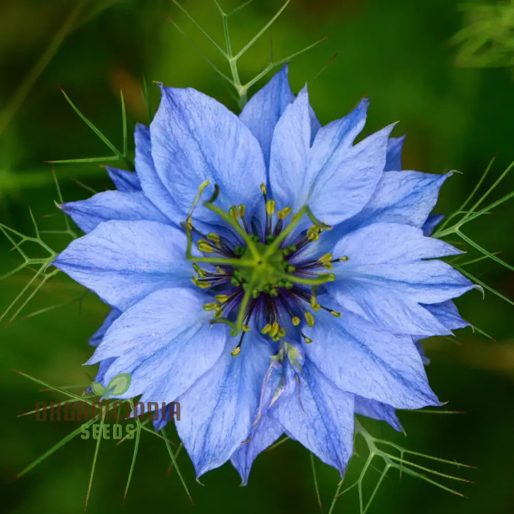 Nigella â€™Miss Jekyll Blueâ€™ Seeds â€“ Elevate Your Gardening Experience With Delicate