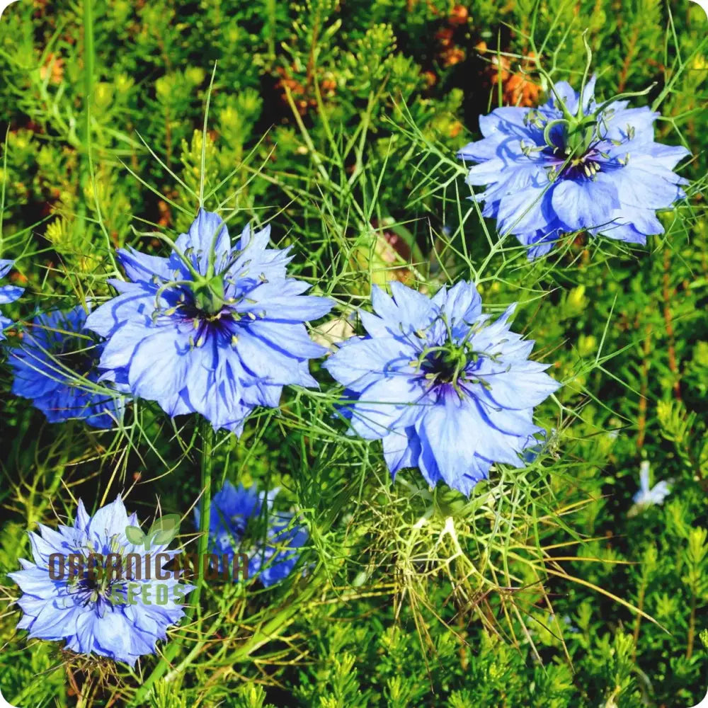 Nigella â€™Miss Jekyll Blueâ€™ Seeds â€“ Elevate Your Gardening Experience With Delicate